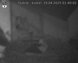 Capi_Dubne_20250419_014002.jpg (1350 x 1080)