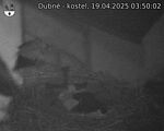 Capi_Dubne_20250419_035002.jpg
