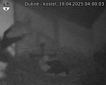 Capi_Dubne_20250419_040003.jpg
