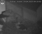 Capi_Dubne_20250419_041002.jpg