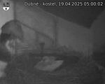 Capi_Dubne_20250419_050002.jpg