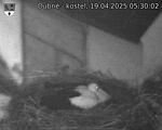 Capi_Dubne_20250419_053002.jpg
