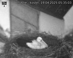 Capi_Dubne_20250419_053503.jpg