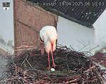 Capi_Dubne_20250419_061003.jpg