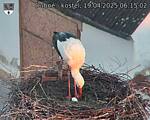 Capi_Dubne_20250419_061502.jpg