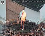 Capi_Dubne_20250419_062004.jpg