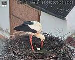 Capi_Dubne_20250419_062502.jpg
