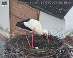 Capi_Dubne_20250419_063004.jpg