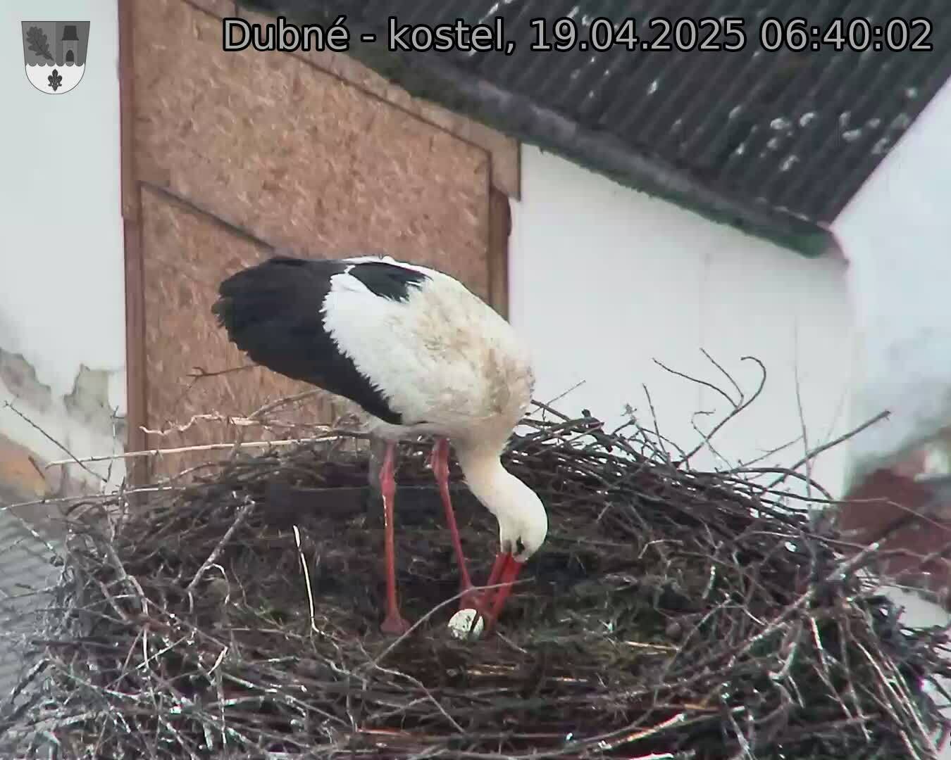 Capi_Dubne_20250419_064002.jpg (1350 x 1080)