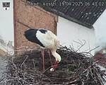 Capi_Dubne_20250419_064002.jpg