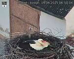 Capi_Dubne_20250419_065004.jpg