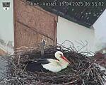 Capi_Dubne_20250419_065502.jpg