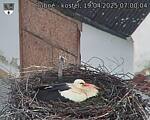 Capi_Dubne_20250419_070004.jpg