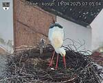 Capi_Dubne_20250419_070504.jpg
