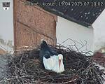 Capi_Dubne_20250419_071002.jpg