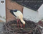Capi_Dubne_20250419_072004.jpg