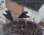 Capi_Dubne_20250419_072502.jpg