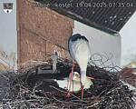 Capi_Dubne_20250419_073504.jpg