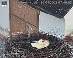 Capi_Dubne_20250419_074002.jpg