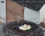 Capi_Dubne_20250419_074502.jpg