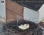 Capi_Dubne_20250419_075004.jpg
