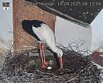 Capi_Dubne_20250419_081504.jpg
