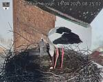 Capi_Dubne_20250419_082502.jpg