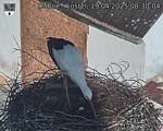 Capi_Dubne_20250419_083004.jpg