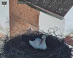 Capi_Dubne_20250419_084002.jpg