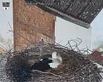 Capi_Dubne_20250419_085503.jpg