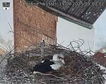 Capi_Dubne_20250419_090002.jpg