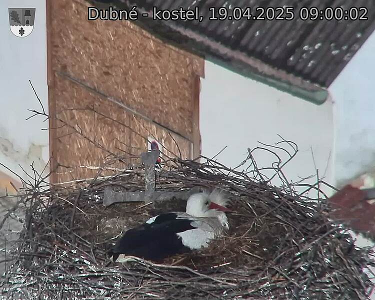 Capi_Dubne_20250419_090002.jpg (1350 x 1080)