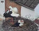 Capi_Dubne_20250419_092004.jpg