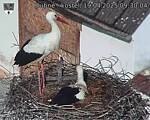 Capi_Dubne_20250419_093004.jpg