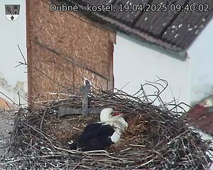 Capi_Dubne_20250419_094002.jpg (1350 x 1080)