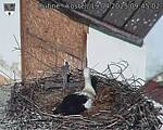 Capi_Dubne_20250419_094502.jpg