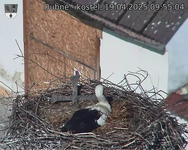 Capi_Dubne_20250419_095504.jpg (1350 x 1080)