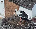 Capi_Dubne_20250419_100002.jpg