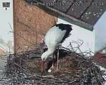 Capi_Dubne_20250419_100504.jpg