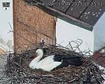Capi_Dubne_20250419_102502.jpg