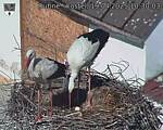 Capi_Dubne_20250419_103003.jpg