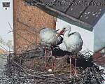 Capi_Dubne_20250419_103502.jpg