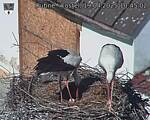 Capi_Dubne_20250419_104502.jpg