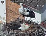 Capi_Dubne_20250419_111502.jpg