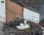 Capi_Dubne_20250419_113504.jpg