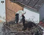 Capi_Dubne_20250419_120003.jpg