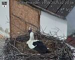 Capi_Dubne_20250419_122004.jpg