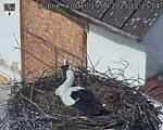 Capi_Dubne_20250419_122504.jpg