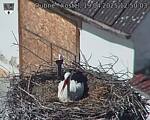 Capi_Dubne_20250419_125004.jpg