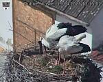 Capi_Dubne_20250419_131502.jpg